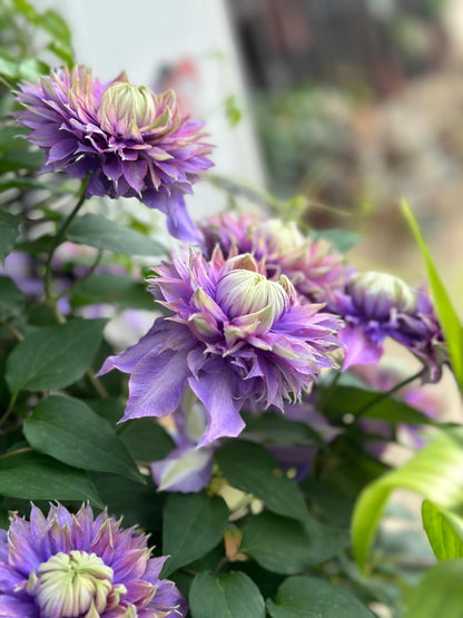 Clematis ''Magic Fountain| 魔法喷泉''