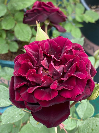 Rose  ‘ Louis XIV｜ルイ14世 ｜路易十四
