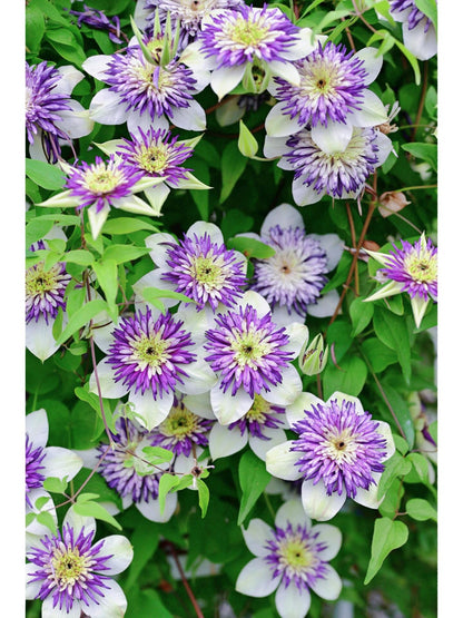 Clematis ‘’New Viennetta|千层雪| 新幻紫‘’