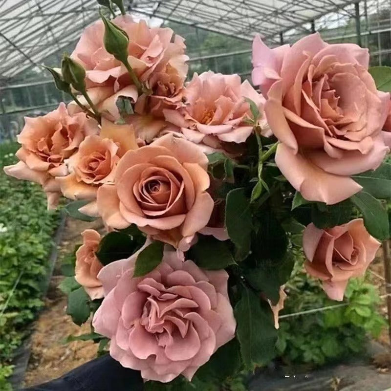 Rosa 'Koko Loko  | 可可洛可  '