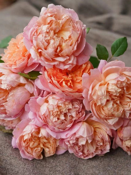 Rare Rose 'Tao Ran ｜桃染 ｜天狼月季'