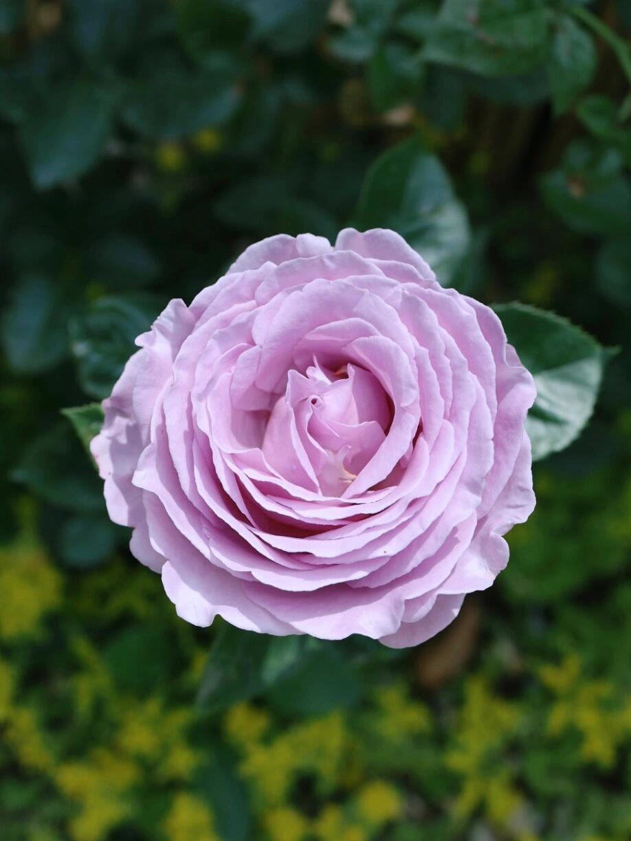 Rose 'Luxury Nove | ラグジュノーブ| 天然香水'