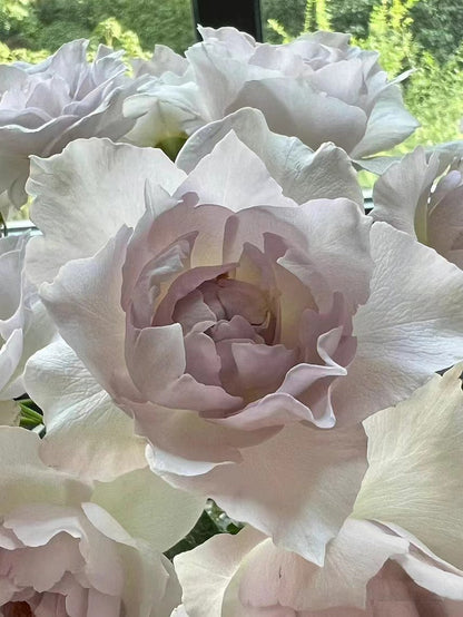 Rose ‘Saphiret  |サフィレット|莎菲天使 ’