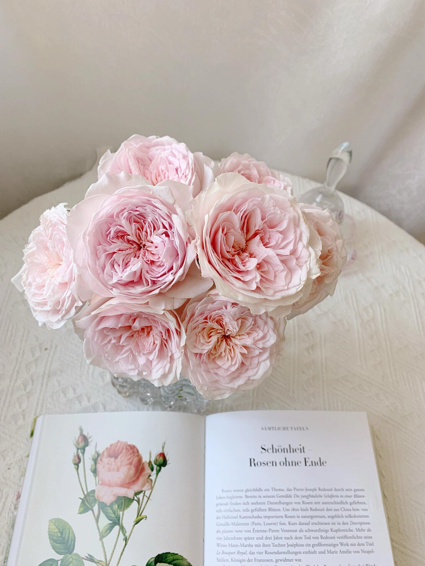 Rose  ‘ Les fraises ｜草莓奶昔 ’