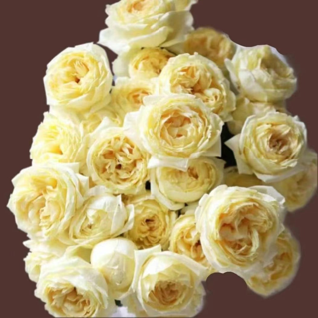 Yves Rose 'Gold Yves Piaget | 伊芙金伯爵'