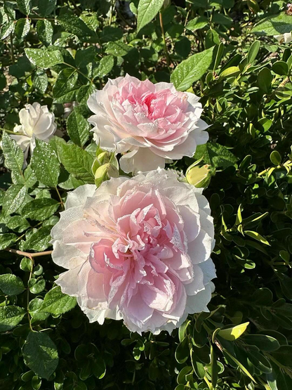 Rose  ‘ Shalimar |シャリマー | 夏莉玛 ’