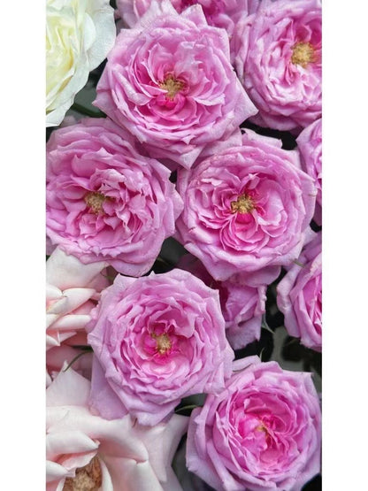 Rose 'Fée Clochette | フェクロシェット｜铃之妖精  '