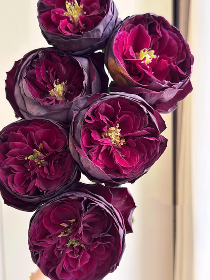 Rose  ‘ Royale | ロワイヤル | 皇宫 ’