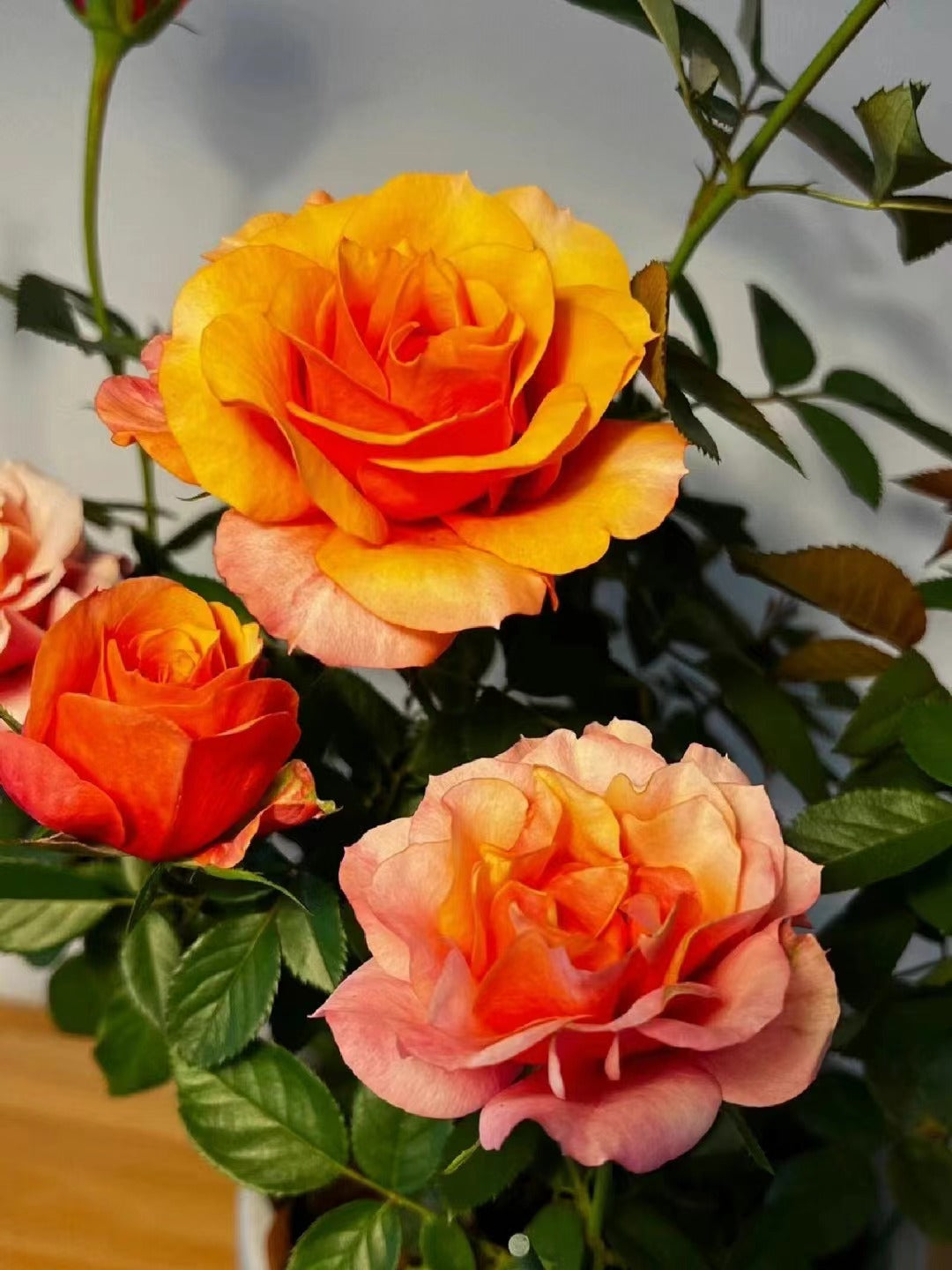 Rose  'El Paso ｜艾帕索 '  - Award winning