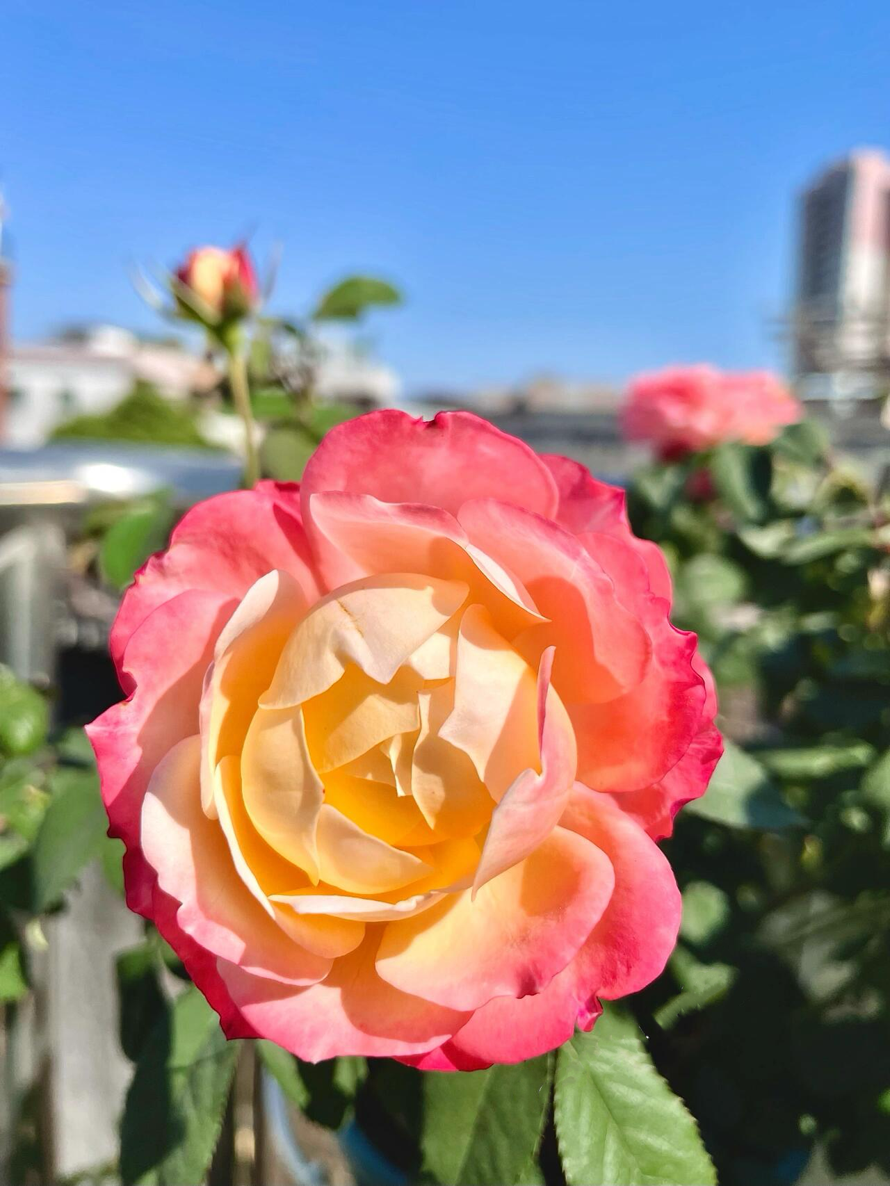 Rare Rosa ‘ Chance Pom |シャンスポム  | 苹果运气 ’