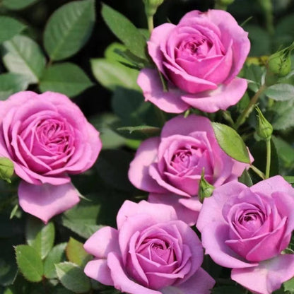 Rose 'Lavender Veranda｜薰衣草门廊'