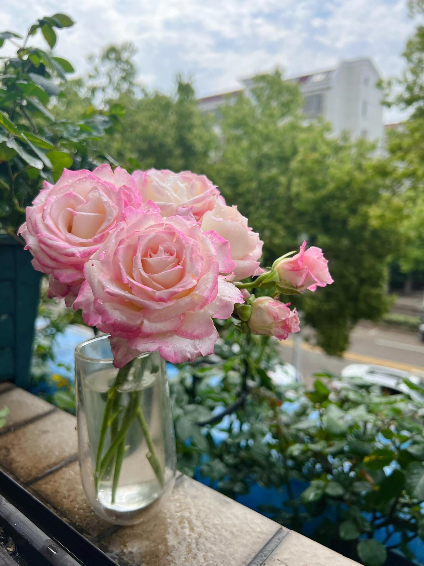 Rosa  ‘Seraphim | セラフィム | 六翼天使 ’   - Award-winning