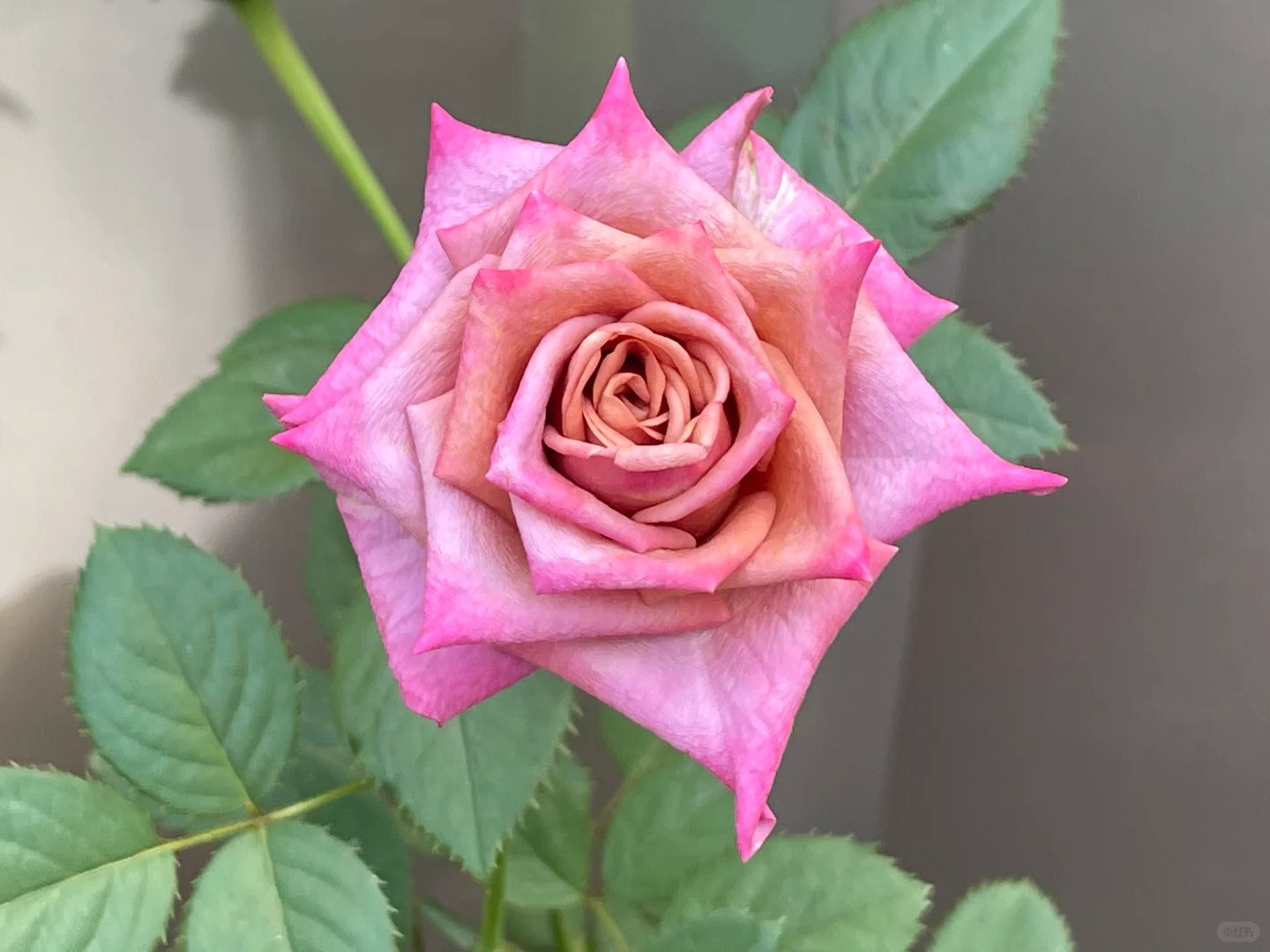 Rose  ‘Barista ’ 调香师 咖啡师 - New Variety Coffee Rosa