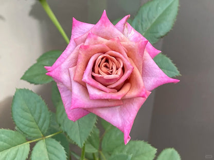 Rose  ‘Barista ’ 调香师 咖啡师 - New Variety Coffee Rosa