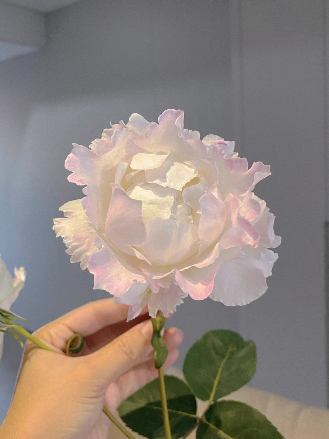 Rose 'Le Blanc ｜ル ブラン｜乐柏 '