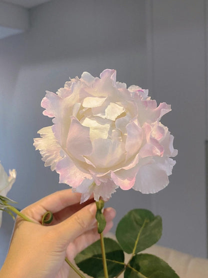Rose 'Le Blanc ｜ル ブラン｜乐柏 '
