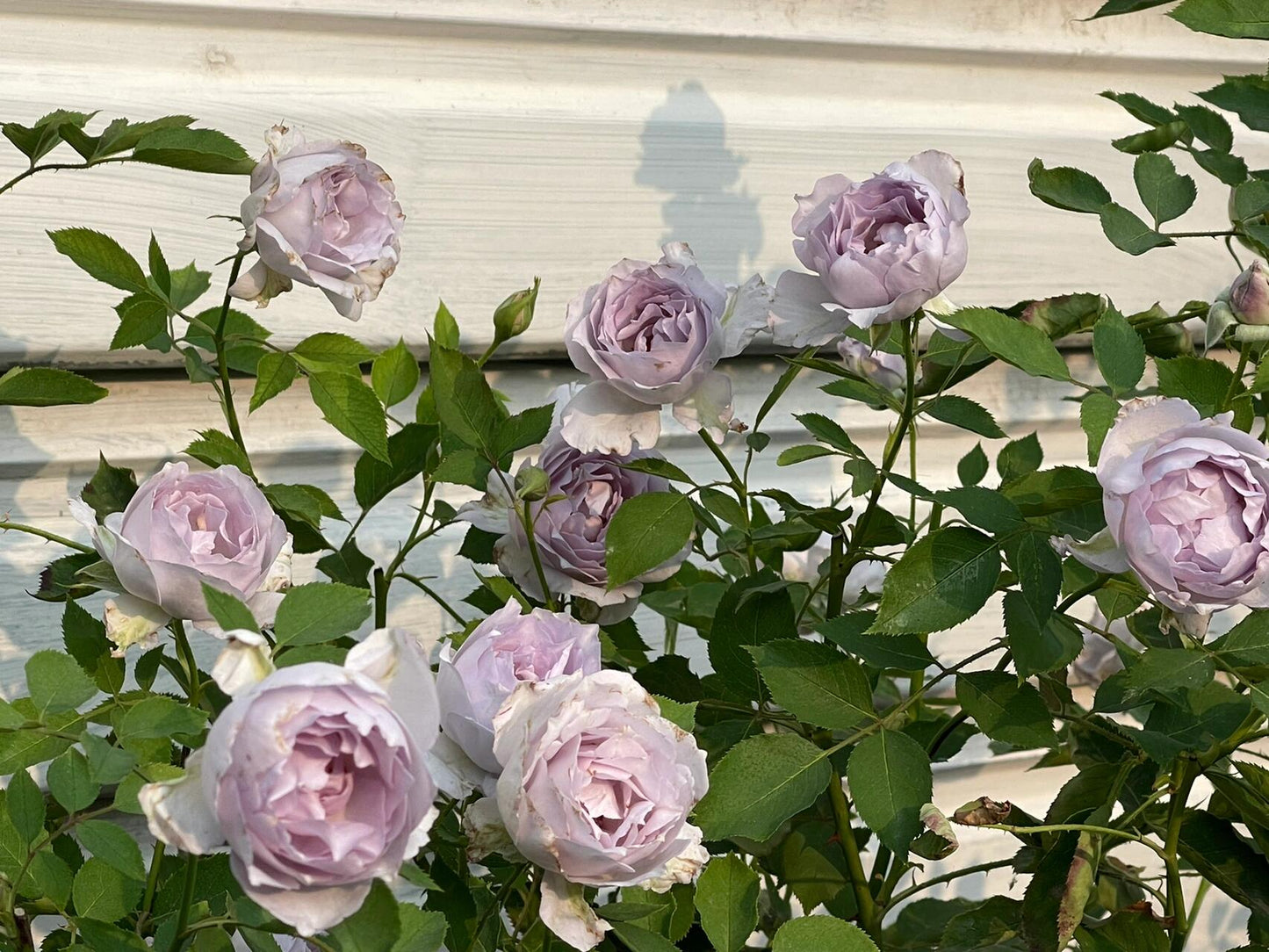 Rose ‘ Lucifer｜ルシファー | 光の天使 | 路西法
