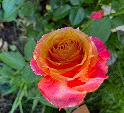Rose 'Napoli Forever｜永远的那不勒斯 '