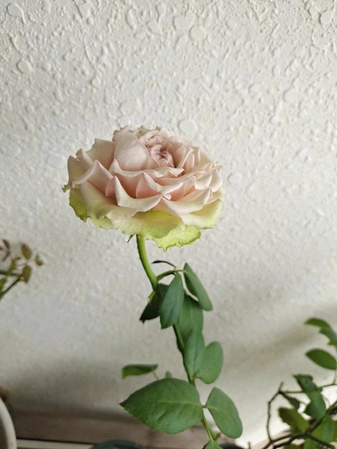 Rose 'Kaoruko ｜カオルコローズ| 熏子 玫瑰 '