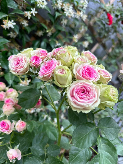 Prolific Rose  ‘ Super Sensation ｜粉多头/ 超感