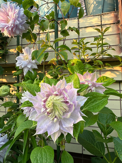 Clematis ‘’Belle of Woking｜ベルオブウォーキング| 沃金美女‘’