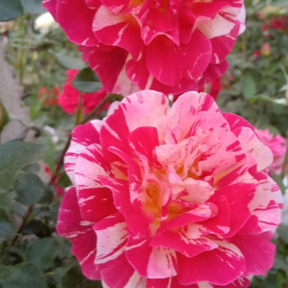 Striped Rose  ’ All American Magic ｜全美魔术