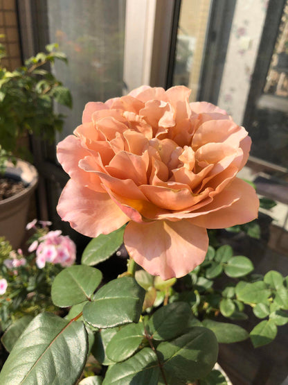 Rose ‘ Caffe Latte  ｜拿铁咖啡‘