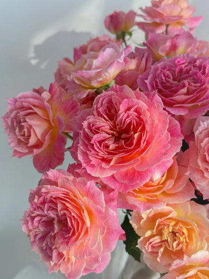 Rare Rose  ‘ Chaleur｜シヤル一ル ｜温暖｜夏洛尔