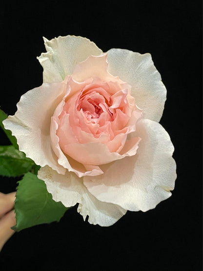 Rose  ’ Flow｜フロウ | 涌流
