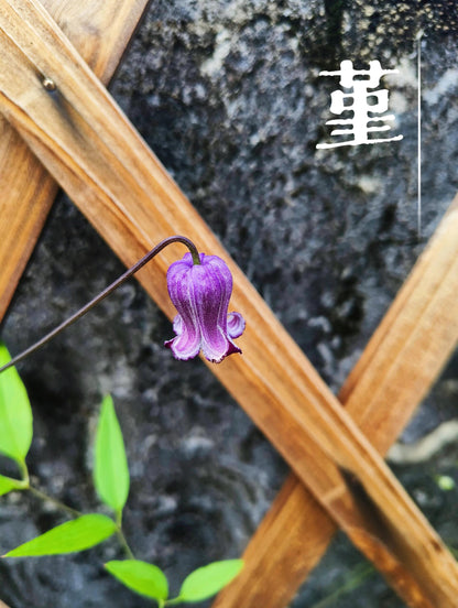 Rooguchi Clematis ‘’Sumire｜堇‘’
