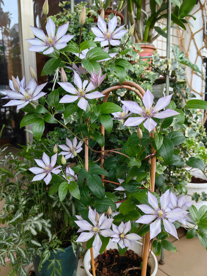 Clematis ‘’Samaritan Jo| 撒马利亚乔‘’