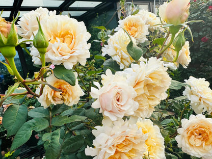 Rosa ’ Ben Weatherstaff｜ ベン ウェザースタッフ|   园丁老班 - New Variety 2020