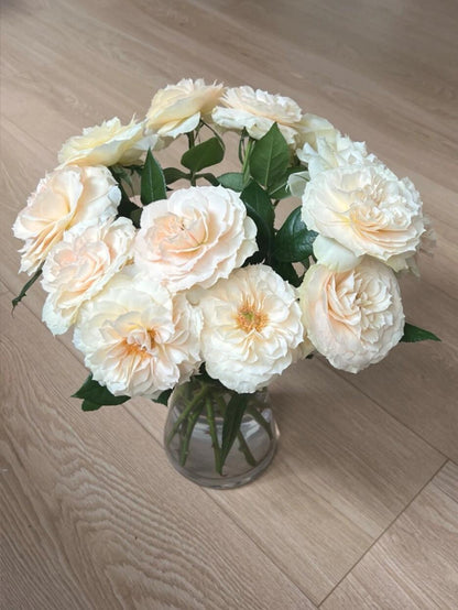 Rose  ‘ Royal Diva｜歌剧皇后'