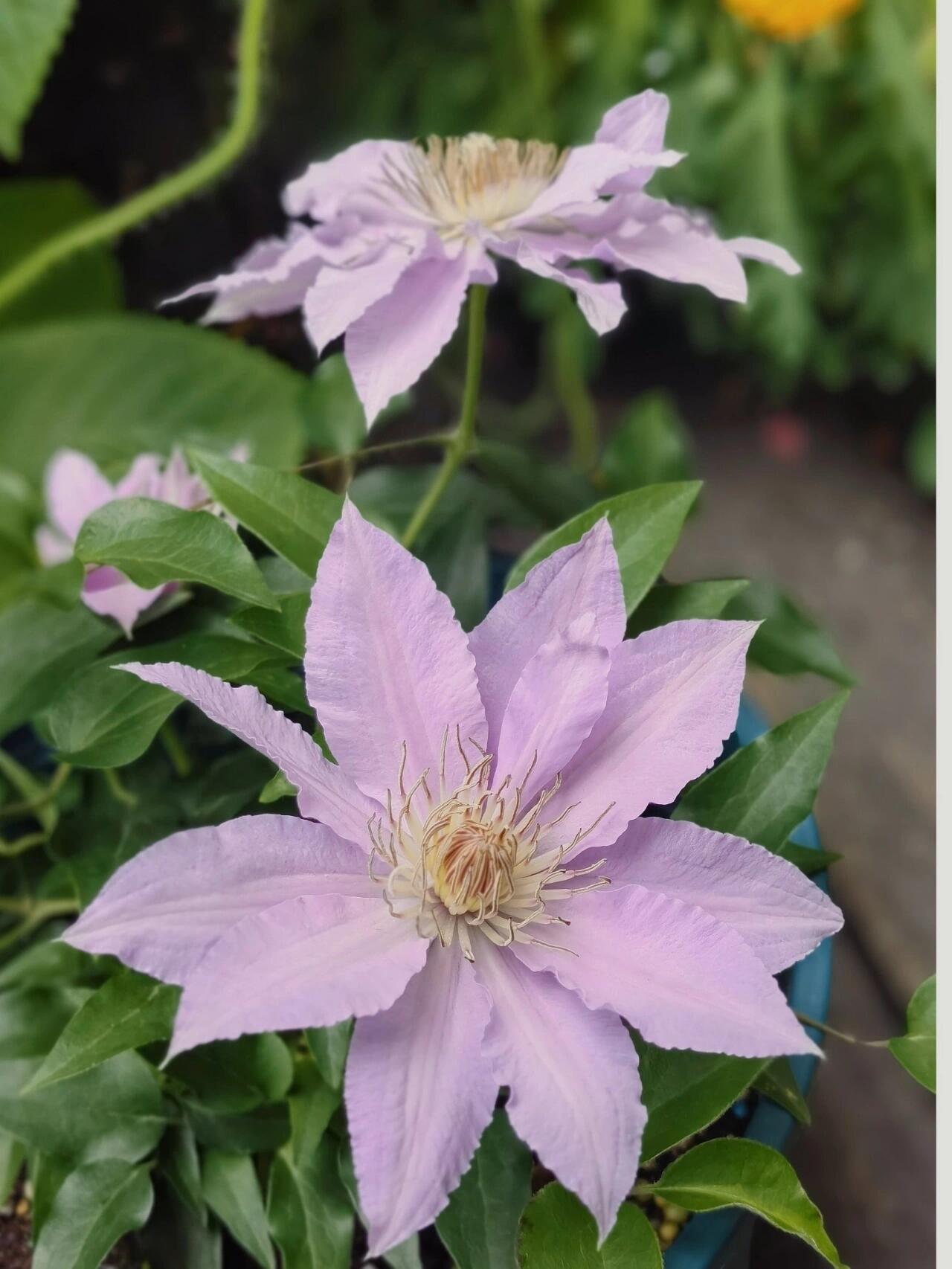 Clematis ‘’Filigree｜金银丝/ 故里‘’