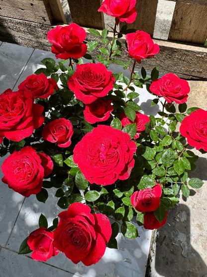 Rose ’ Red Velvet ｜ 红丝绒