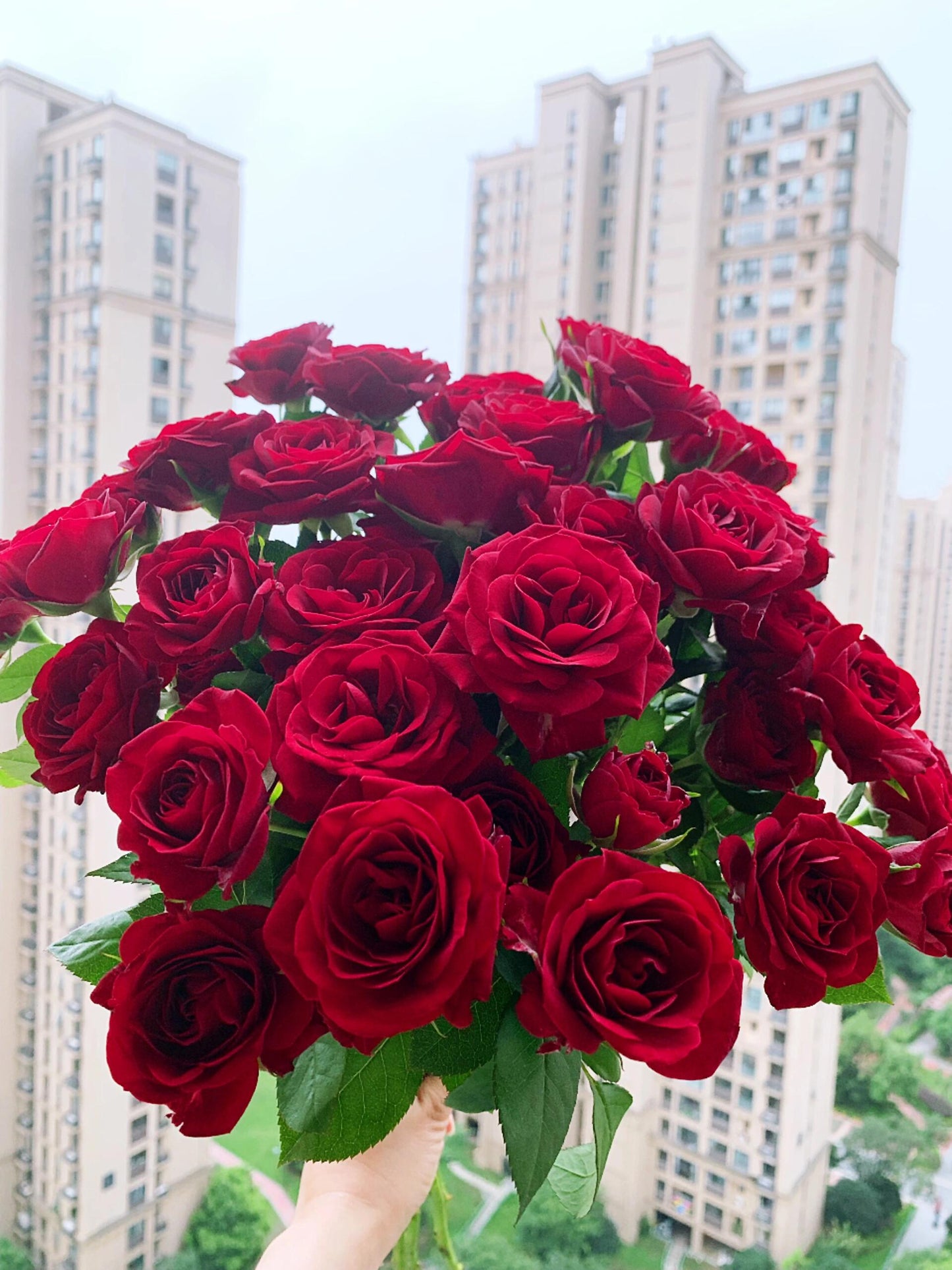 Rose ’ Red Velvet ｜ 红丝绒