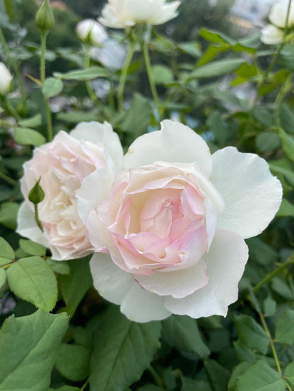 Rose  ’ Shizuku｜しずく ｜心之水滴