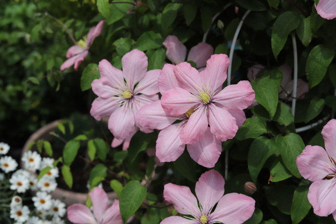 Clematis ‘’Ai-nor｜爱诺露‘’