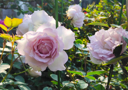 Rose  ’ Lu Ning Xiang｜露凝香 - New 2022