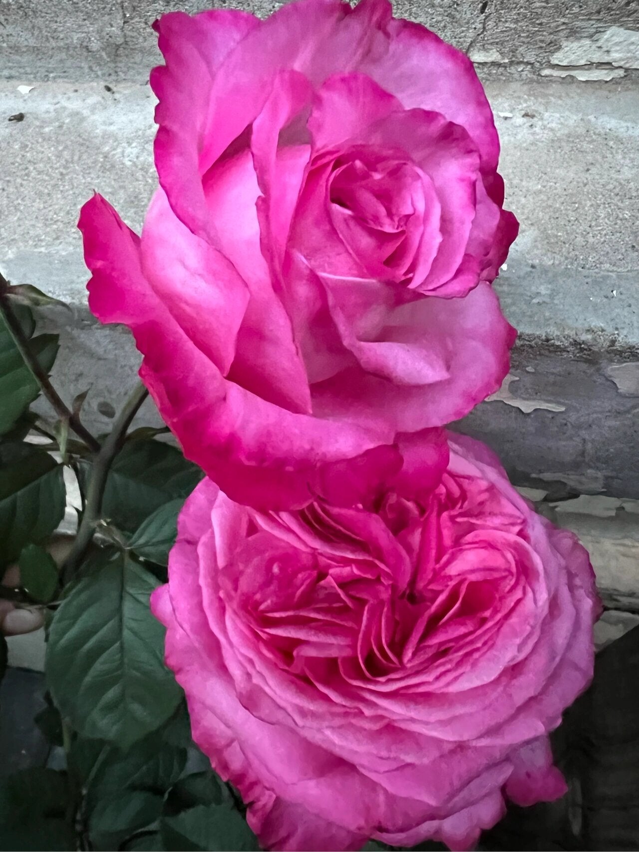 Rose  'Peach Blaze Sky | 桃灼蓝天 | Award-winning '