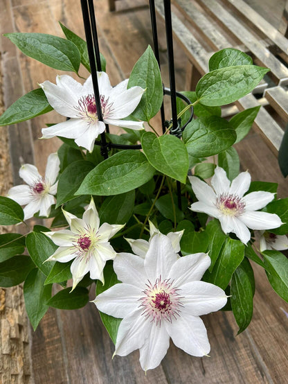 Clematis ''Haruyama｜はるやま| 晴山/ 春天''