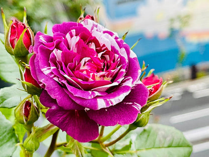 Rose  ’ Scented Jewel｜センティッドジュエル ｜芬芳宝石