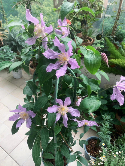 Clematis ‘’East River| 东方河流‘’