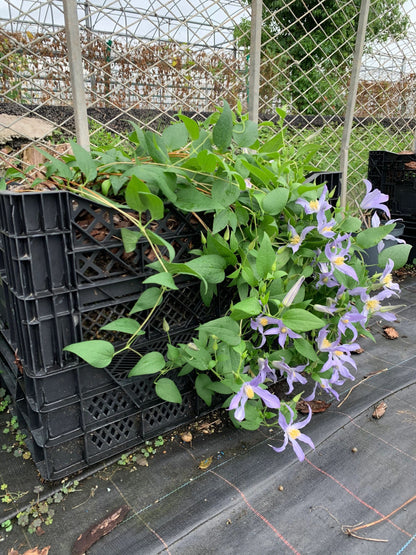 Clematis ‘’Milky Way｜银河系‘’