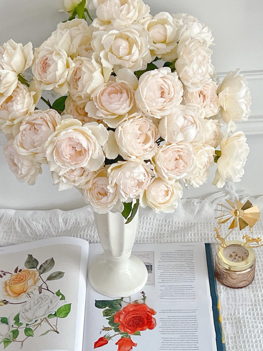 Rose  ’ Kashō｜かしょう｜华宵 - New Variety 2024