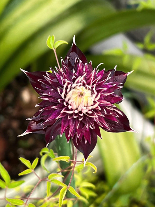 Clematis ''Shishimaru | ししまる| 紫子丸''
