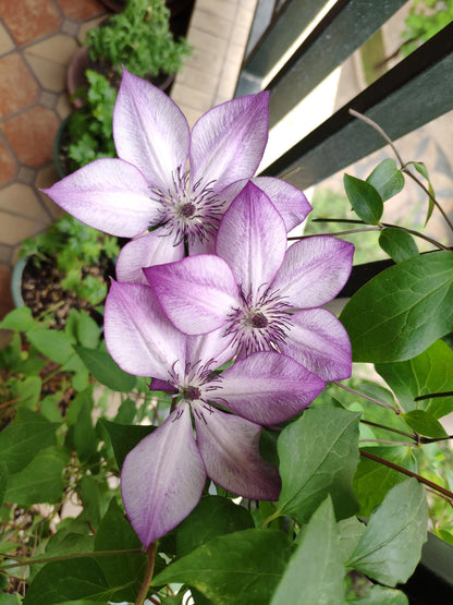 Clematis ‘’Fond Memories｜美好回忆‘’