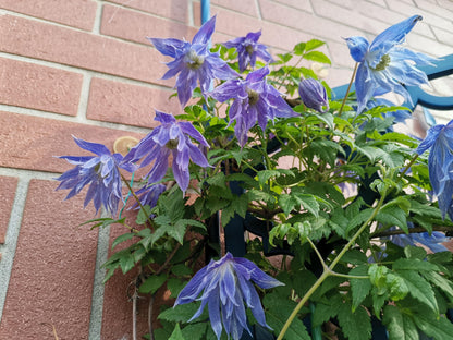 Clematis ‘’Maidwell Hall｜梅德维尔‘’