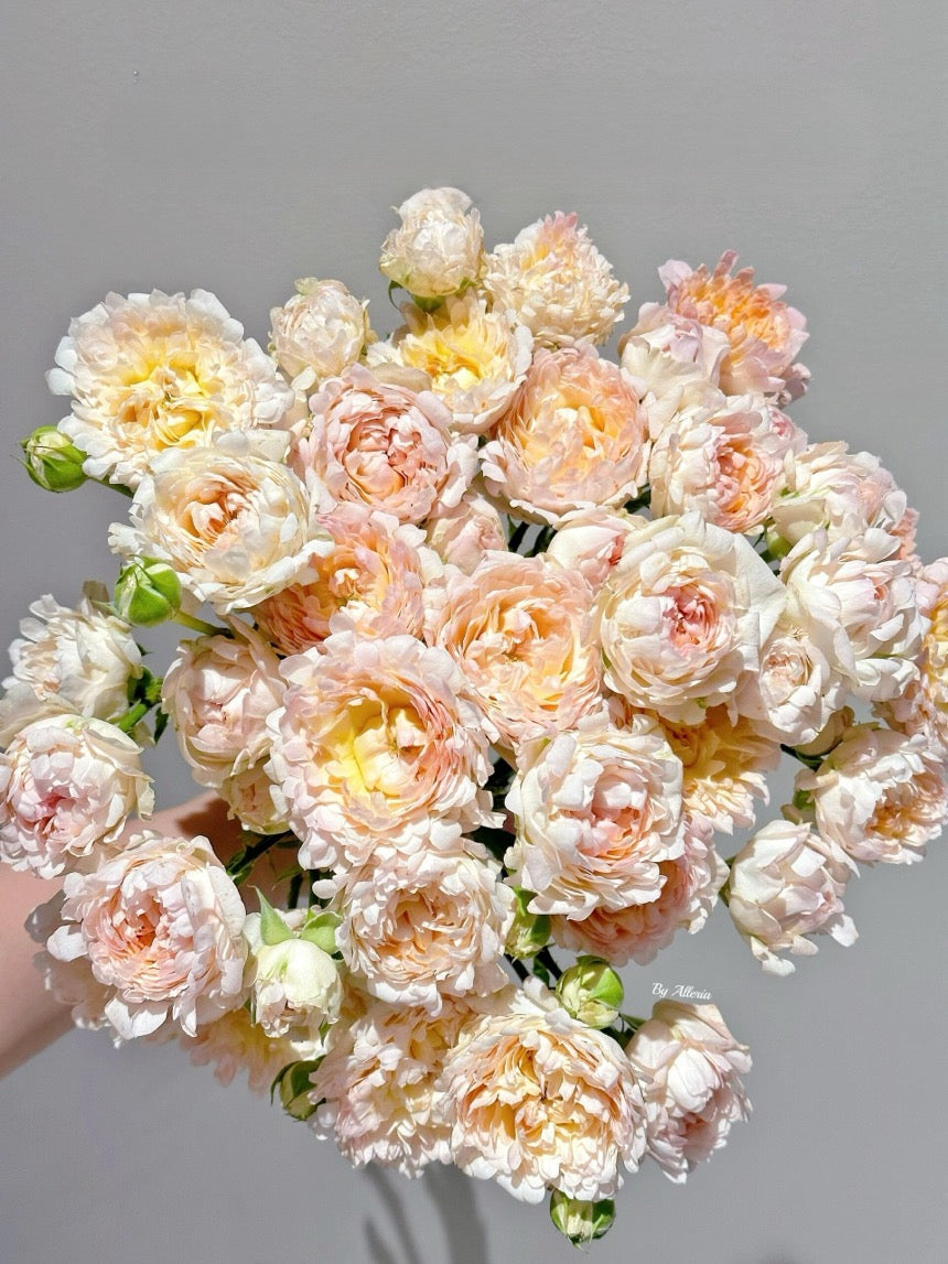 Rare Rose  ‘ Peach Anemone ｜桃子海葵 - New Variety 2023