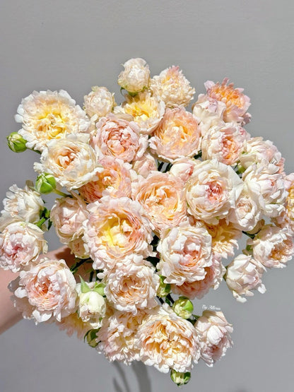 Rare Rose  ‘ Peach Anemone ｜桃子海葵 - New Variety 2023